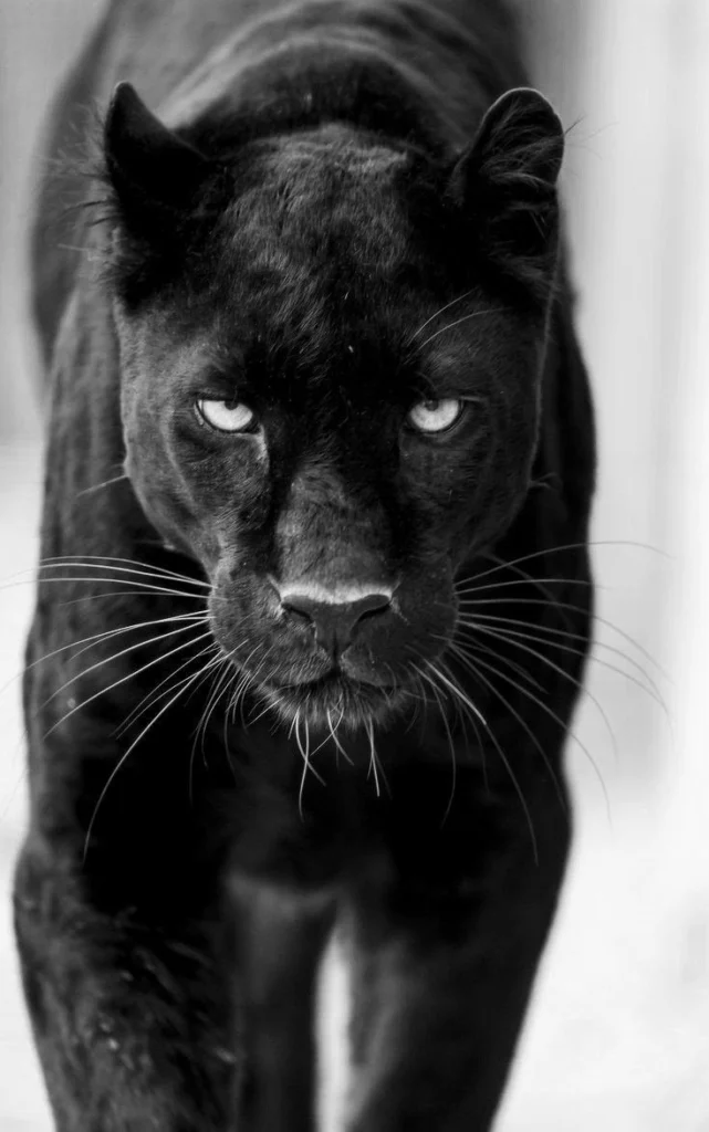 black aesthetic wallpaper iphone